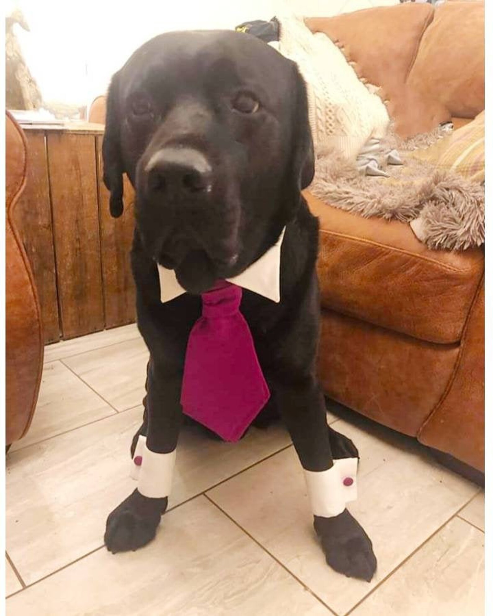 Dog Wedding Collar & Cuffs dog ring bearer dog tie dog Etsy