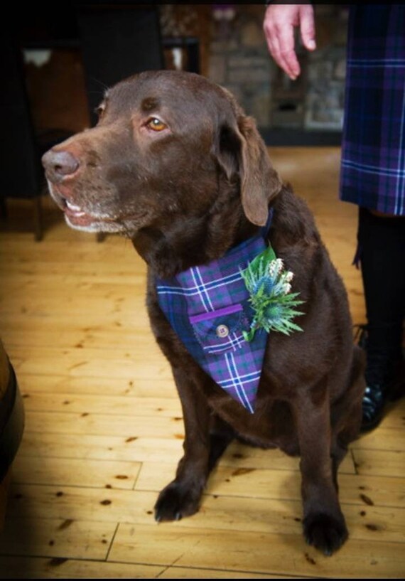 dog ring bearer bandana