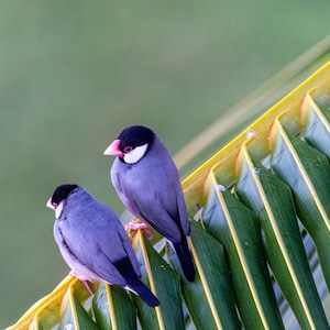 以下が含まれることがあります： 黒い頭とピンクのくちばしを持つ2羽の小さな灰色の鳥が、緑色のヤシの葉にとまっている。