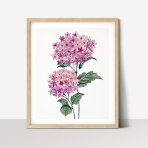 Pink Hydrangea Painting, Hydrangea Watercolor, Botanical Wall Art Prints, Hydrangea Print, Flower Wall Art, Pink Flower Fine Art Print