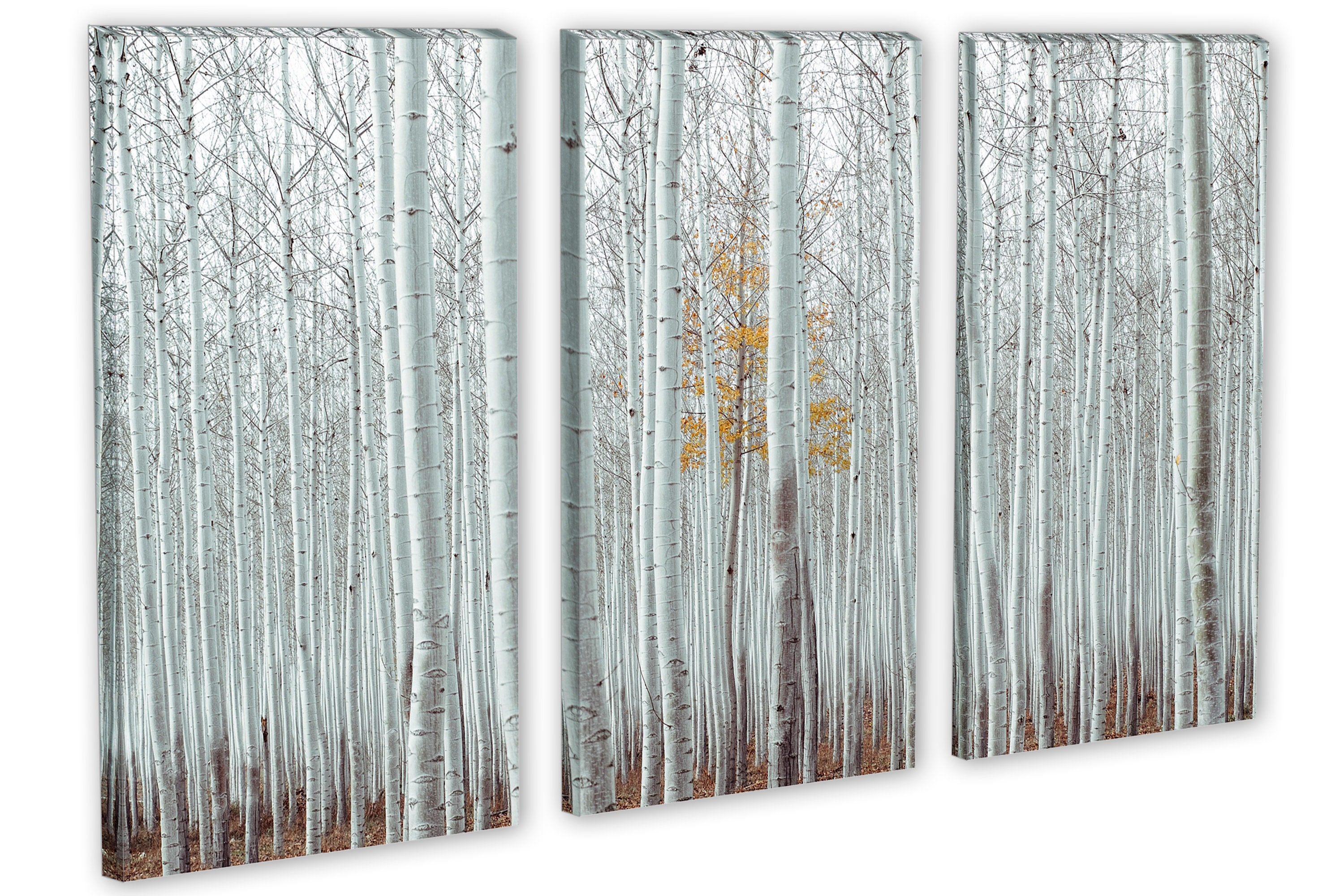 White Birch Tree Forest Canvas Print Wall Art 3 Panel Split Etsy