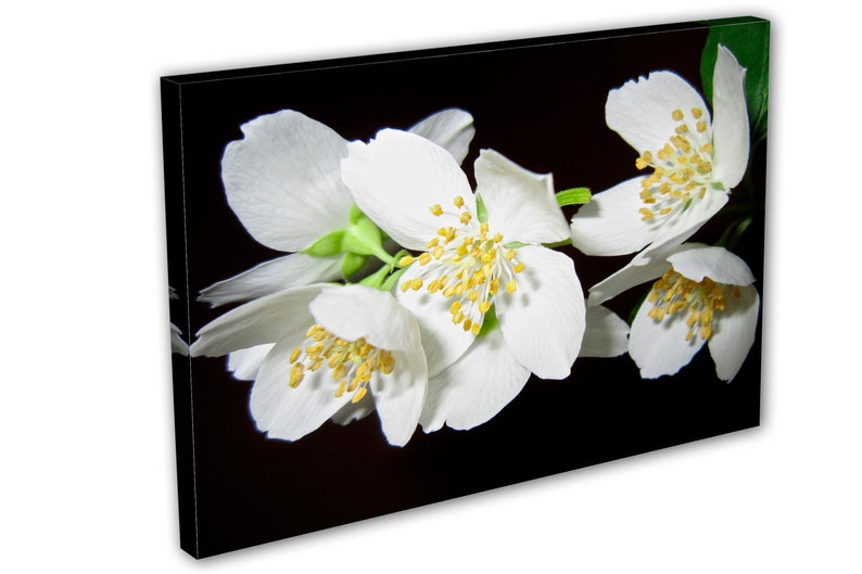 Jasmine Flower Blossom Wall Art Canvas Print 3 Panel Split Etsy