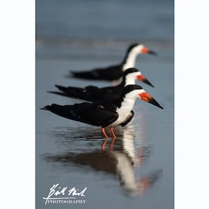 Black Skimmer Shorebirds Reflected in Coastal Waters – Nautical Wildlife Photography Print by Bill Mish