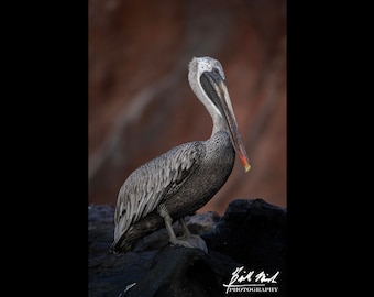 Pelican Galapagos, Ecuador Nature Maritime Nautical