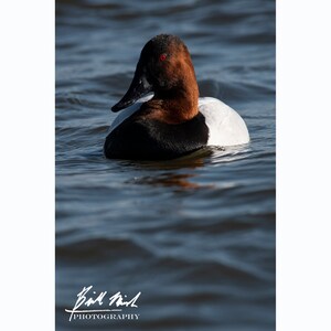 May include: A ruddy duck with a black head and white chest swims in blue water. The duck has red eyes and a brown bill.