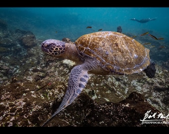 Puede incluir: Una tortuga marina verde nada en el agua, su caparazón es marrón y tiene un patrón de líneas. La tortuga nada cerca de un arrecife rocoso. Hay pequeños peces nadando alrededor de la tortuga.