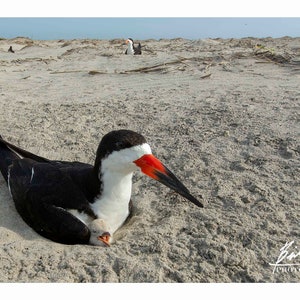 Black Skimmer and Chick – Eastern Shore of Virginia | Coastal Wildlife Fine Art Print