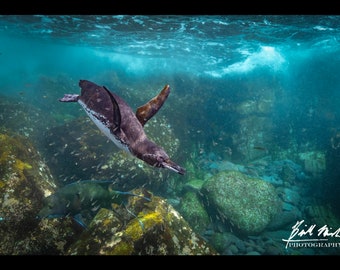 Galapagos Penguin Galapagos, Ecuador Nature Maritime Nautical