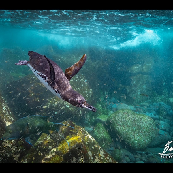 Galapagos Penguin Galapagos, Ecuador Nature Maritime Nautical