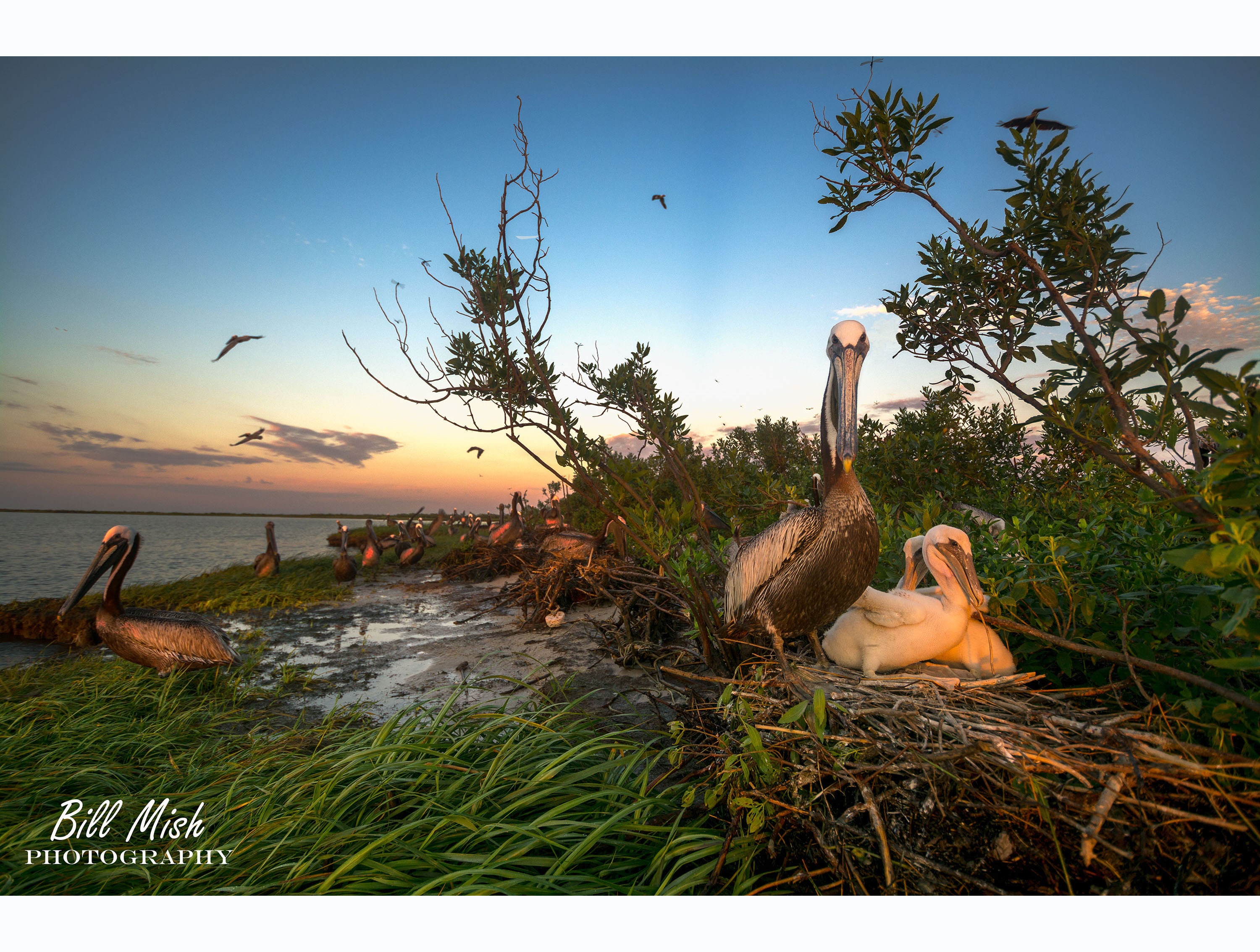 Squadron of Pelicans Smith Island Maryland Nature Maritime Etsy