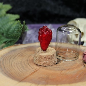 Peut inclure: Un objet rouge vif en forme de cœur, peut-être un piment, est monté sur une base en liège. Une petite cloche en verre est posée à proximité sur une tranche de bois. Des roses séchées et un crâne sont en arrière-plan.