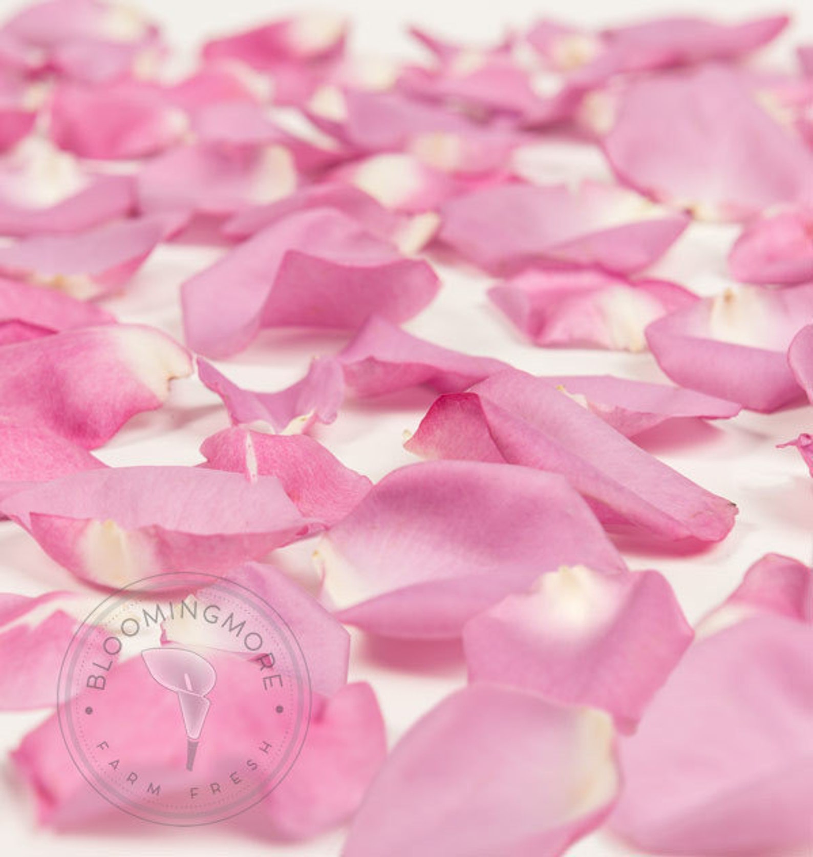 Fresh Natural Rose Petals 3 Large Bags FREE SHIPPING Etsy