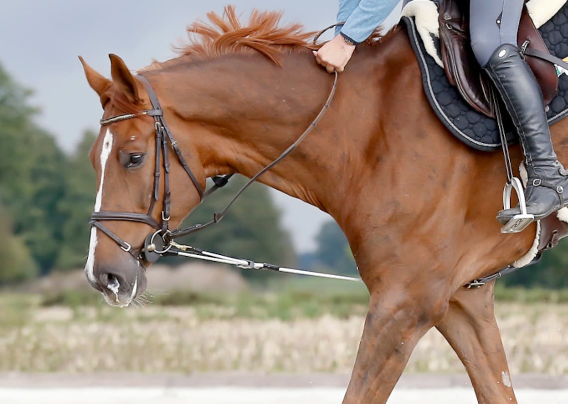 Reinrite Horse Training Aid Etsy