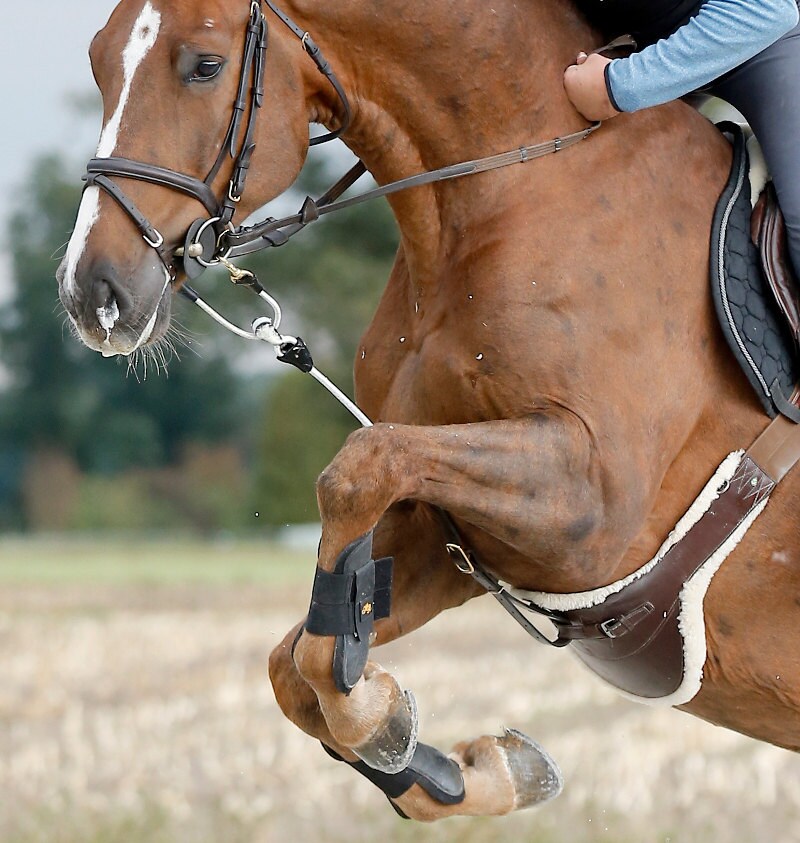 Reinrite Horse Training Aid Etsy Ireland