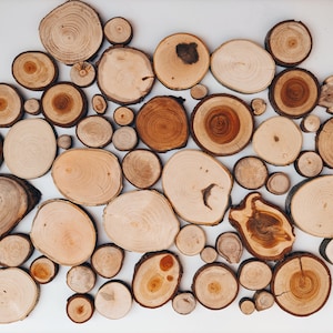 May include: A collection of numerous circular wood slices of varying sizes and shades of brown, ranging from light tan to deep reddish-brown. Each piece displays distinct natural tree ring patterns, textures, and bark edges arranged together.