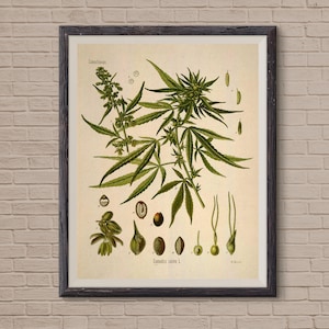 Marijuana Leaf, marijuana art, marijuana poster, marijuana plant, marijuana, marijuana gift, Botanical Print, Botanical Art Print