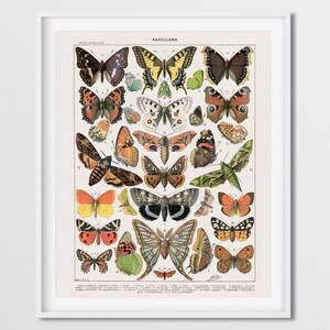 Butterfly Art, Adolphe Millot Butterfly, Butterfly Poster, Butterfly Print