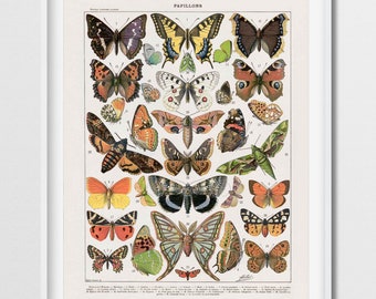 Butterfly Art, Adolphe Millot Butterfly, Butterfly Poster, Butterfly Print