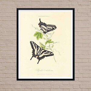 1963 SWALLOWTAIL BUTTERFLY Print - Vintage Butterfly Art 1963 SWALLOWTAIL BUTTERFLY Print - Vintage Butterfly Art
