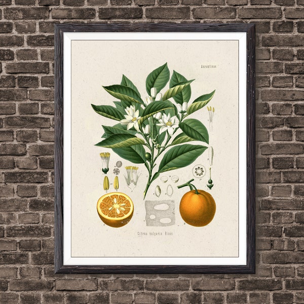 Orange Botanical Art Print, Vintage Botanical Home Decor, Orange Poster, Kitchen Poster, Kitchen Illustration 1887, Giclee Print