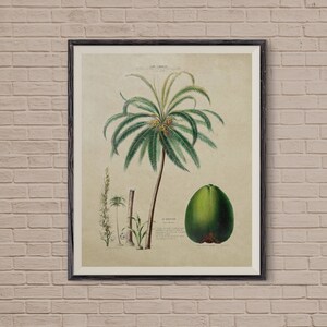 Coconut Tree, Vintage Botanical, Kitchen Art, Palm tree art, Antique Print, Fruit Print, Vintage Print, Coconut, Vintage Palm Tree