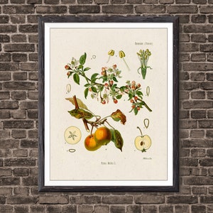 Kitchen Art Apple Botanical Vintage Home Decor, Apple Poster, Kitchen Poster, Kitchen Illustration 1887, Giclee Print