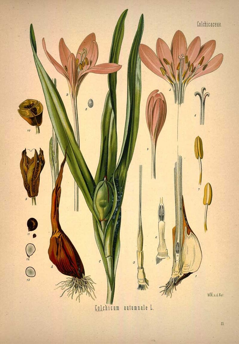 Botanical Art Print Meadow Saffron Vintage Botanical Home Etsy