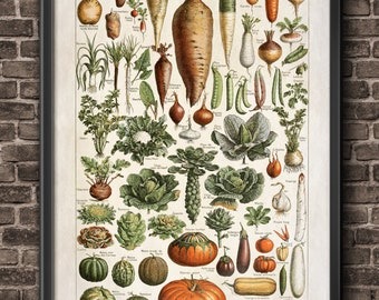May include: A vintage botanical illustration of various vegetables and plants. The image features a variety of root vegetables, leafy greens, and fruits, including carrots, radishes, onions, cabbage, artichokes, and pumpkins. The image is labeled in French with the title "Legumes et Plantes Potageres".