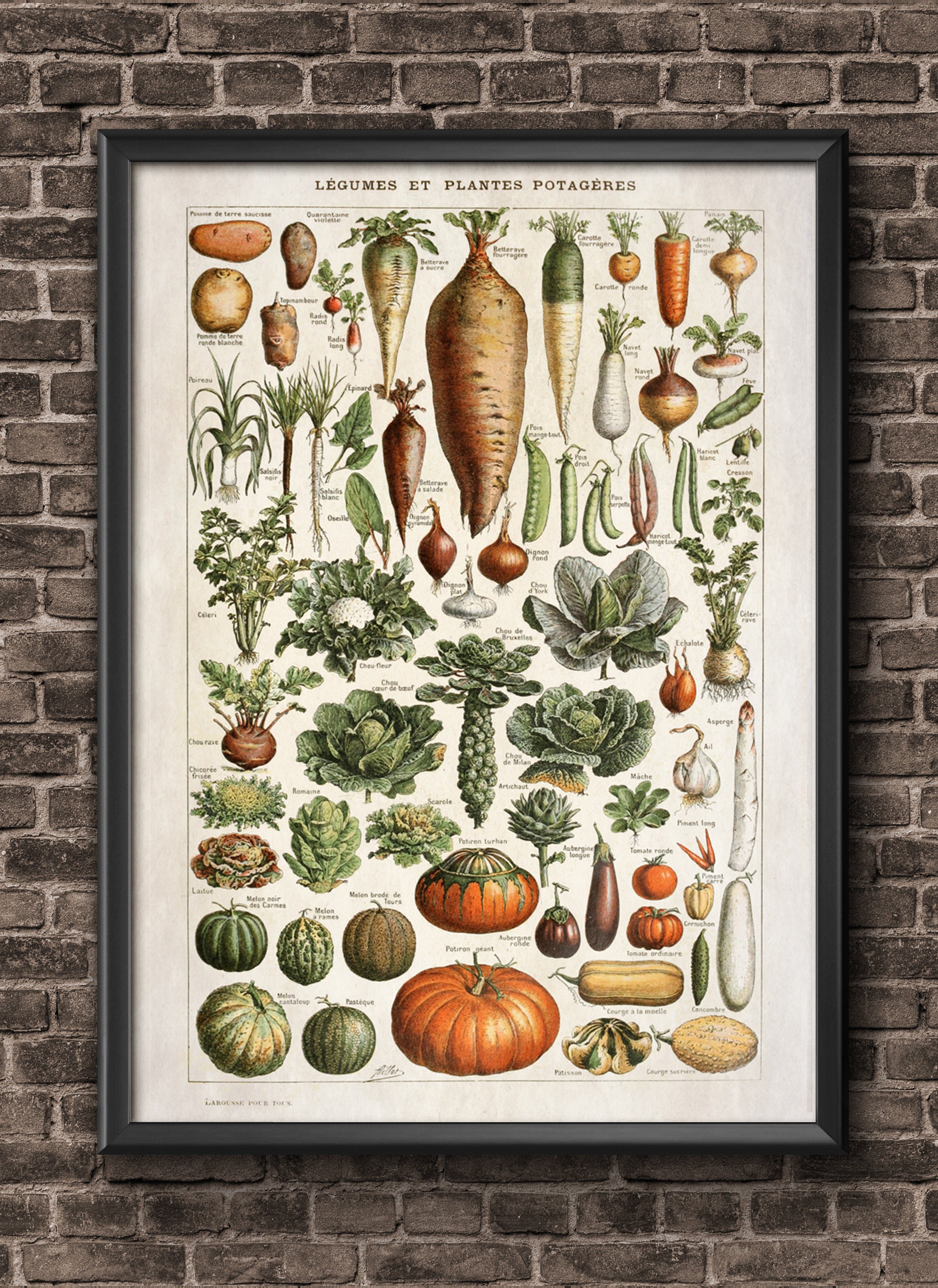 Vintage Vegetable Prints