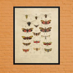 Insekt Druck, Insekten Kunst, Käfer, drucken, Käfer Kunstdruck, Bug-Druck, Insekten Illustration, Bug Insekt Kunstdruck, Käfer Wand Kunst