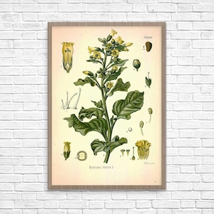 Peut inclure: Une illustration botanique vintage d'une plante de tabac, Nicotiana rustica L., avec des fleurs jaunes et des feuilles vertes. L'illustration comprend des détails des parties de la plante, y compris les fleurs, les feuilles et les graines.