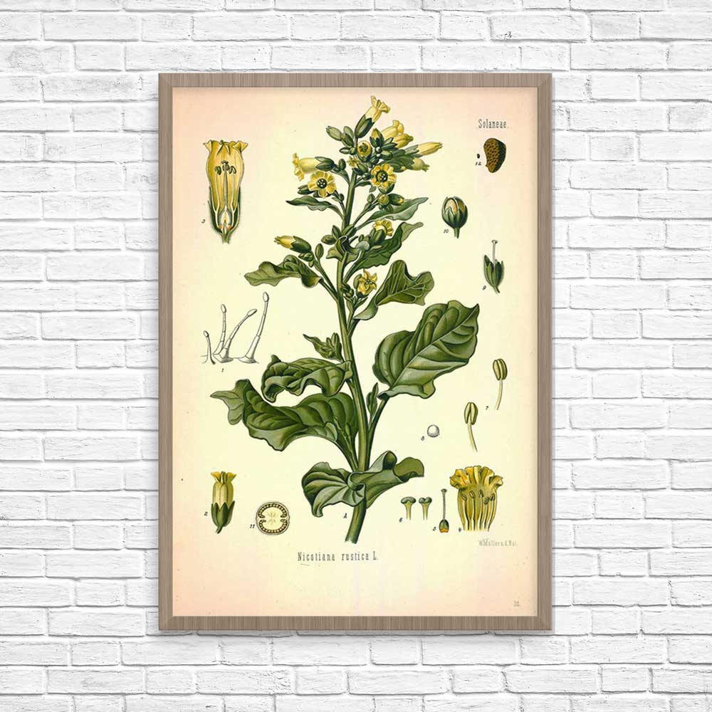 tobacco plant bed canvas Barbara Brackman's MATERIAL CULTURE: Cloth? 13 mesh14 x 14 Printable Tobacco plant smoker,