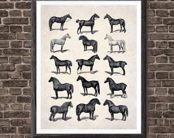 Horse Decor Horse Lovers Gift Horse Breeds Wall Art Print, Vintage Horse Breeds