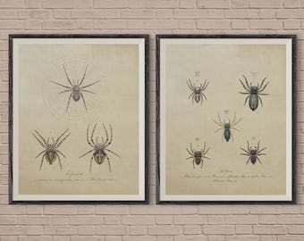 Vintage Spider Print, Spider Web, Insect Wall Art