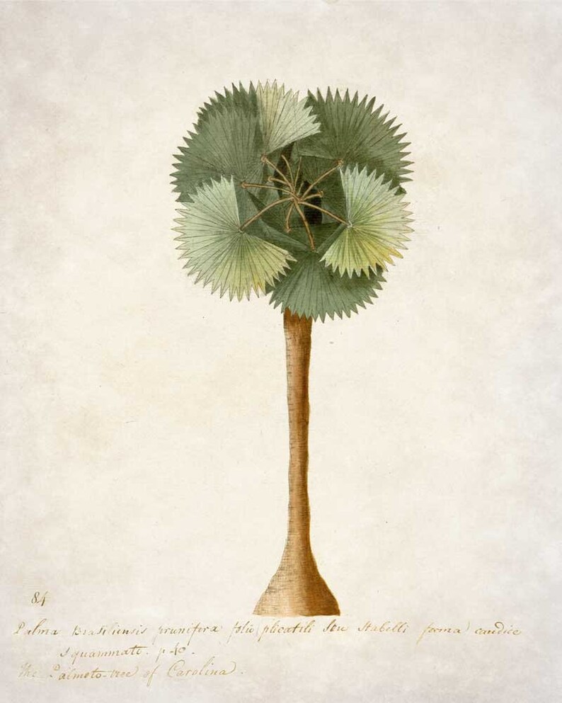 Palm Tree Botanical Print Botanical Art Palm Print Etsy
