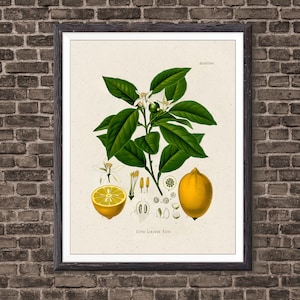 Impressão de arte botânica de limão, decoração botânica vintage para casa, pôster de limão, pôster de cozinha, ilustração de cozinha 1887, impressão giclée