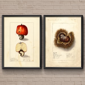 Botanical Print Set, 1882, chestnut print, botanical art, vintage botanical, chestnut, botanical poster, botanical prints, cashew print