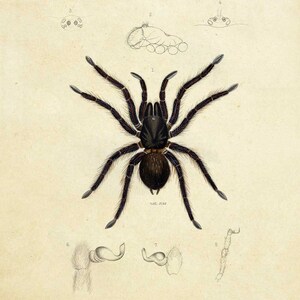 May include: A detailed illustration of a black spider, Homoeomma Stradlingi, with a scientific label and additional drawings of its legs and body parts.
