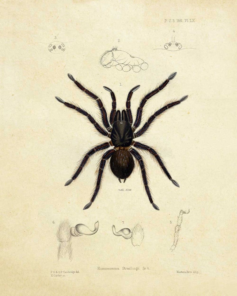 May include: A detailed illustration of a black spider, Homoeomma Stradlingi, with a scientific label and additional drawings of its legs and body parts.