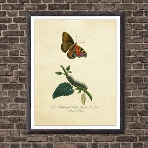 Butterfly Art, Adolphe Millot Butterfly, Butterfly Poster, Butterfly Print