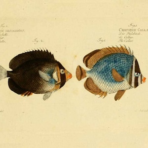 Vintage Fish Print, Fish Wall Art, fish art, fish illustration, vintage print, fish print, art print, fish decor, vintage fish, nautical art