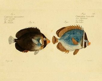 Antique Fish Illustration Print, Nautical Wall Art