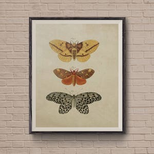 Vintage Butterfly, Butterfly Art, Adolphe Millot Butterfly, Butterfly Poster, Butterfly Print, butterfly art print, butterfly wall art