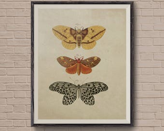 Vintage Butterfly Art Print, Adolphe Millot, Entomology Poster