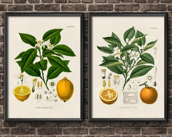 May include: Two vintage botanical illustrations of citrus fruits. The left image shows a lemon tree with a lemon fruit and the text "Citrus Limonum Risso". The right image shows an orange tree with an orange fruit and the text "Citrus Aurantium Risso".