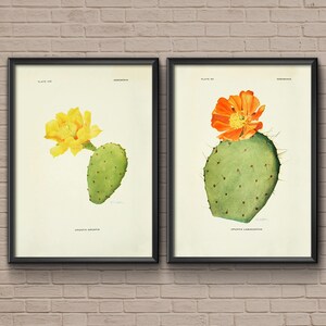 Botanischer Kaktus Druck Set, 1916, Kaktus Druck, botanische Kunst, vintage botanisch, Kaktus Kunst, botanisches Poster, botanische Drucke, Kaktus