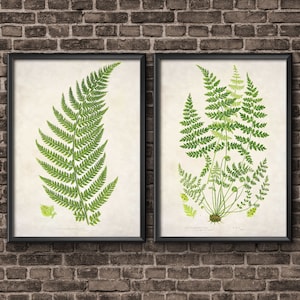 Farn Kunstdruck 2er Set, botanischer Druck, Farn Print, botanische Kunst, Naturdruck, Naturkunst, Farn Illustration, Farn Botanical
