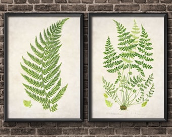 Zestaw 2 wydruków botanicznych z motywem paproci, ilustracja natury