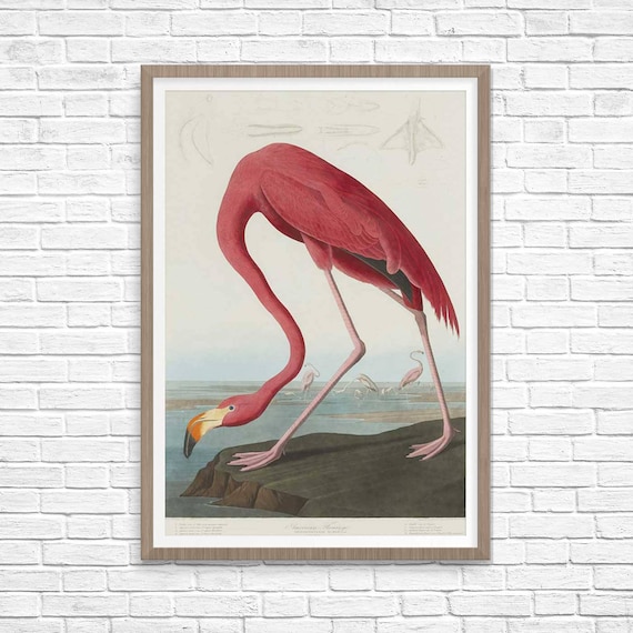 Pink Flamingo Art Print, John James Audubon, Antique Decor