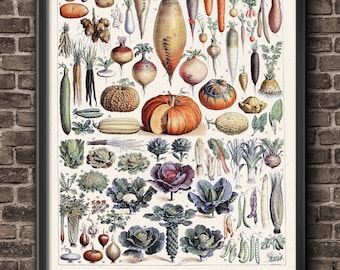 May include: A vintage botanical illustration of various vegetables and root vegetables. The image is titled "Legumes et Plantes Potageres" and features a variety of vegetables, including carrots, onions, turnips, radishes, and pumpkins. The image is in a black frame and is on a brick wall background.